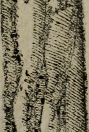 An illustration from Emblemas morales de Don Sebastian de Couarrubias Orozco ..., 1610, leaf 390