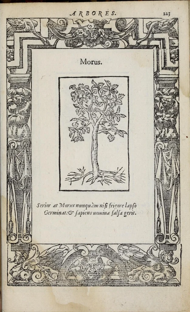 An illustration from Emblemata, 1551, leaf 229