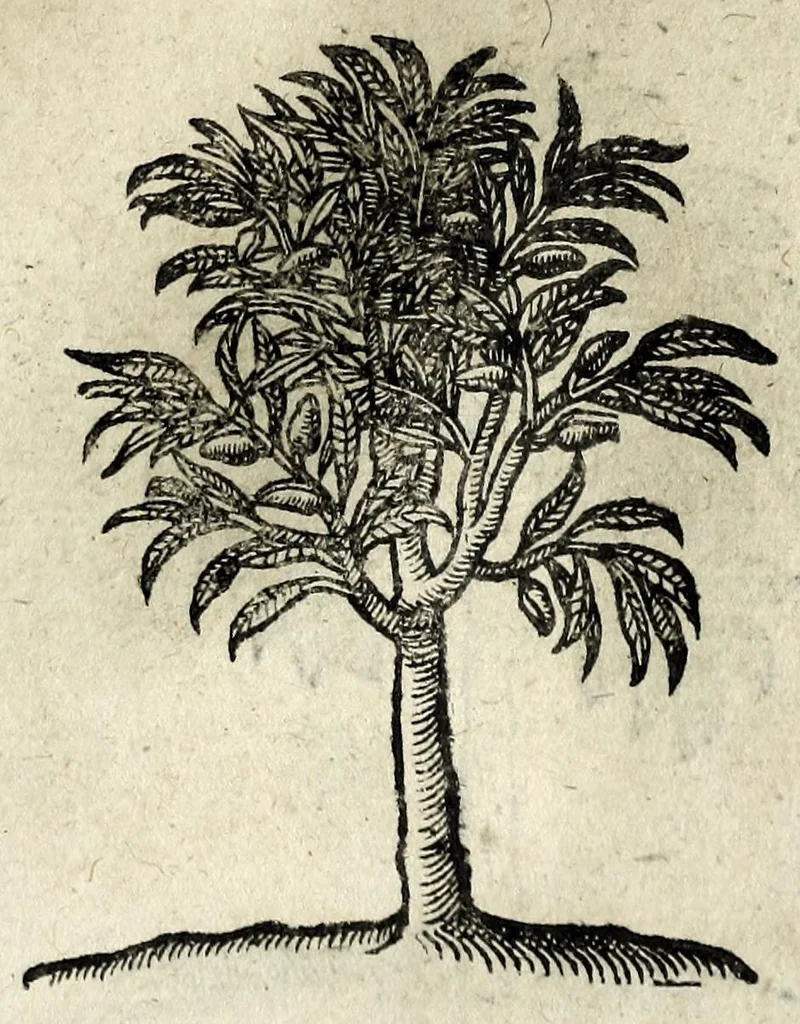An illustration from Emblemata, 1608, leaf 239