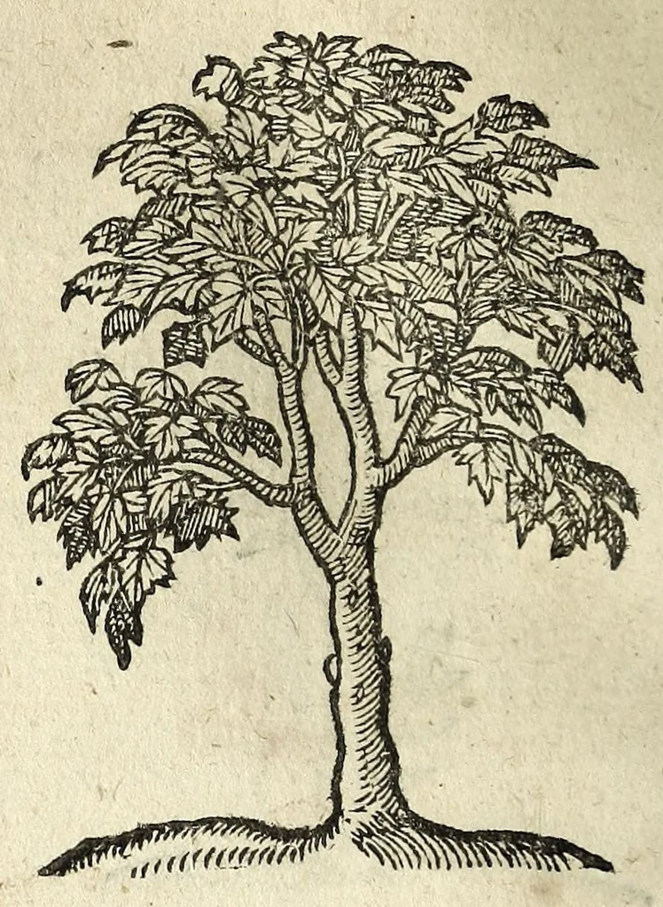 An illustration from Emblemata, 1608, leaf 242