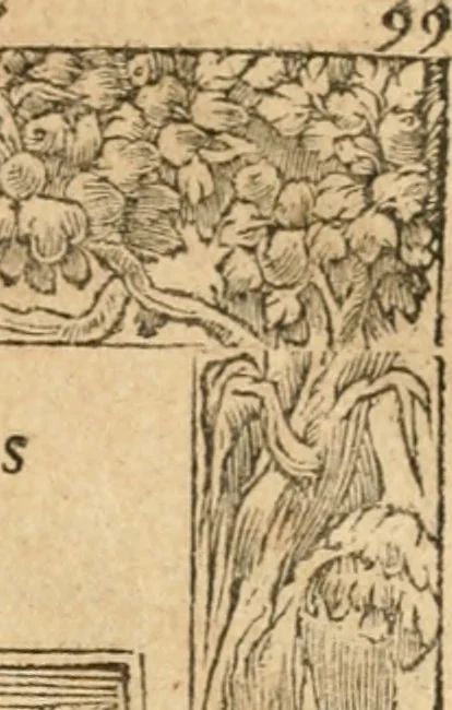 An illustration from Emblemata Andreae Alciati, iurisconsulti clarissimi, 1548, leaf 102
