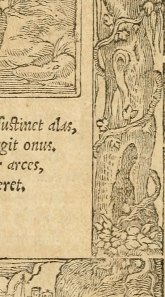An illustration from Emblemata Andreae Alciati, iurisconsulti clarissimi, 1548, leaf 102