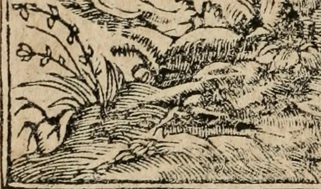An illustration from Emblemata Andreae Alciati ..., 1548, leaf 159