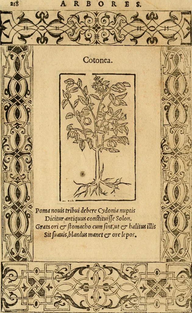 An illustration from Emblemata d'A. Alciati : denuo ab ipso autore recognita ac, quae desiderabantur, imaginibus locupletata : accesserunt noua aliquot ab autore emblemata, suis quoque eiconibus insignita, 1550, leaf 221
