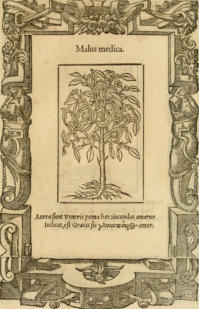 An illustration from Emblemata d'A. Alciati : denuo ab ipso autore recognita ac, quae desiderabantur, imaginibus locupletata : accesserunt noua aliquot ab autore emblemata, suis quoque eiconibus insignita, 1550, leaf 224