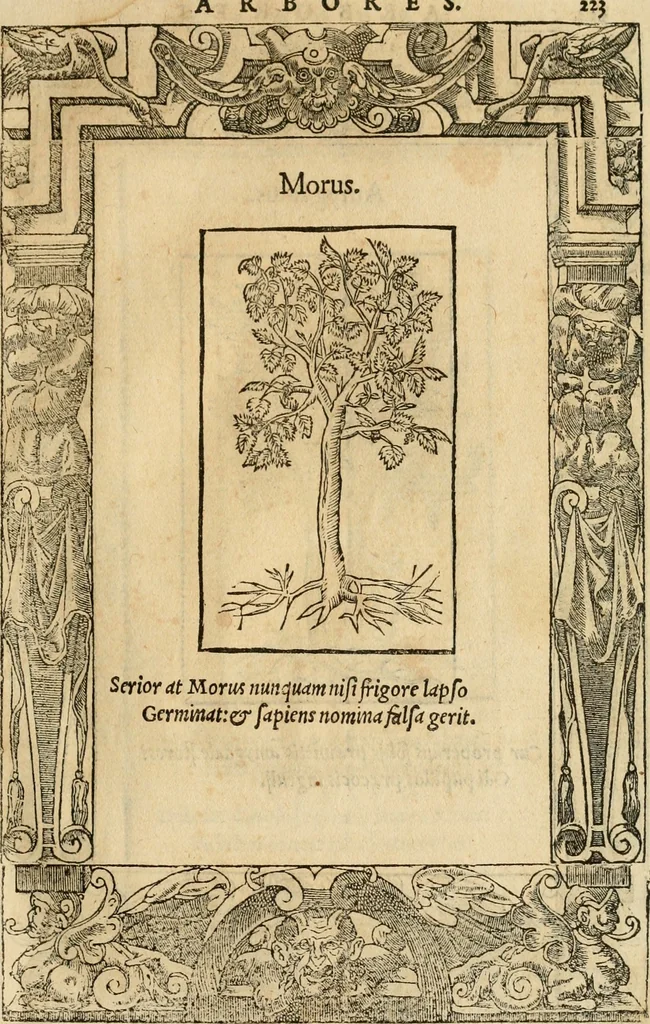 An illustration from Emblemata d'A. Alciati : denuo ab ipso autore recognita ac, quae desiderabantur, imaginibus locupletata : accesserunt noua aliquot ab autore emblemata, suis quoque eiconibus insignita, 1550, leaf 226