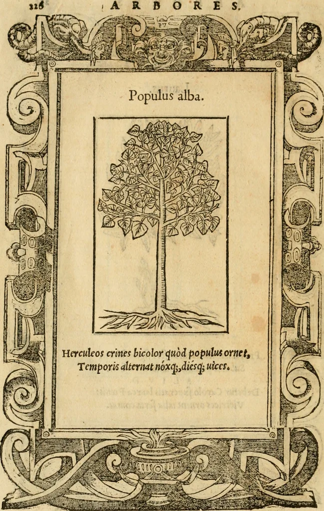 An illustration from Emblemata d'A. Alciati : denuo ab ipso autore recognita ac, quae desiderabantur, imaginibus locupletata : accesserunt noua aliquot ab autore emblemata, suis quoque eiconibus insignita, 1550, leaf 229
