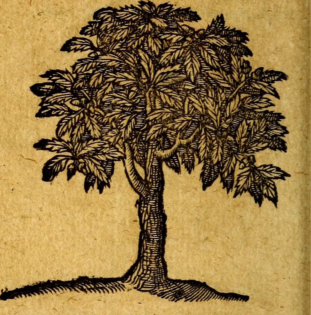 An illustration from Emblemata V.C. Andreae Alciati Mediolanensis iurisconsulti : cum facili & compendiosa explicatione, qua obscura illustrantur, dubiaq́ue omnia soluuntur,, 1622, leaf 241
