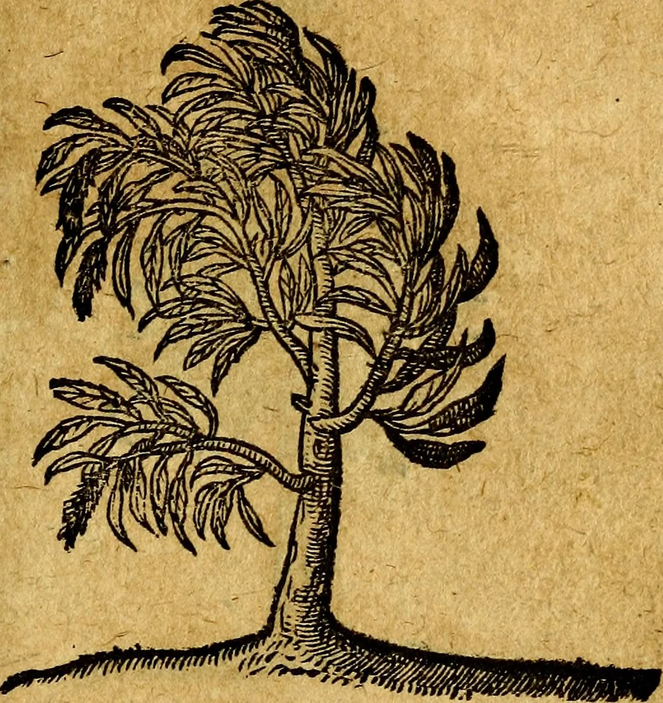 An illustration from Emblemata V.C. Andreae Alciati Mediolanensis iurisconsulti : cum facili & compendiosa explicatione, qua obscura illustrantur, dubiaq́ue omnia soluuntur,, 1622, leaf 242
