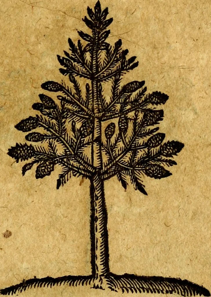 An illustration from Emblemata V.C. Andreae Alciati Mediolanensis iurisconsulti : cum facili & compendiosa explicatione, qua obscura illustrantur, dubiaq́ue omnia soluuntur,, 1622, leaf 244