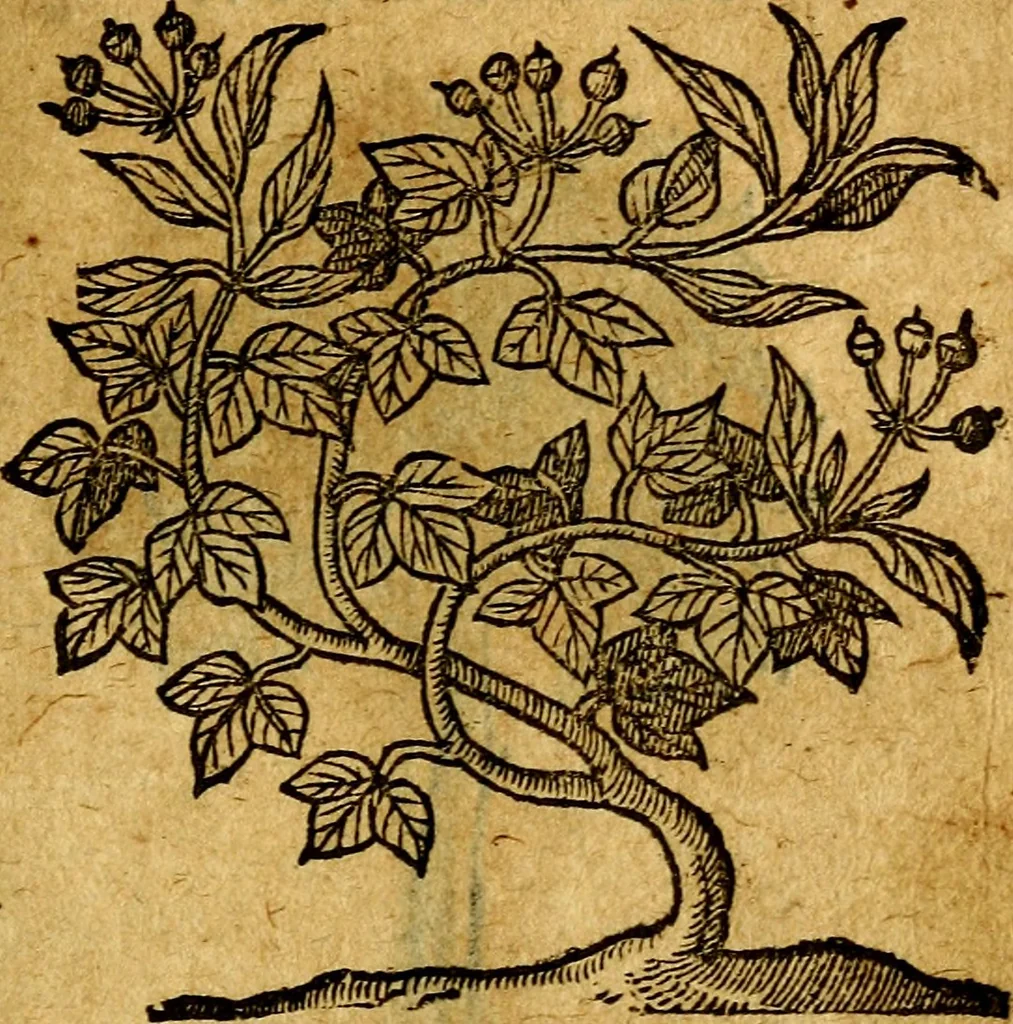An illustration from Emblemata V.C. Andreae Alciati Mediolanensis iurisconsulti : cum facili & compendiosa explicatione, qua obscura illustrantur, dubiaq́ue omnia soluuntur,, 1622, leaf 246