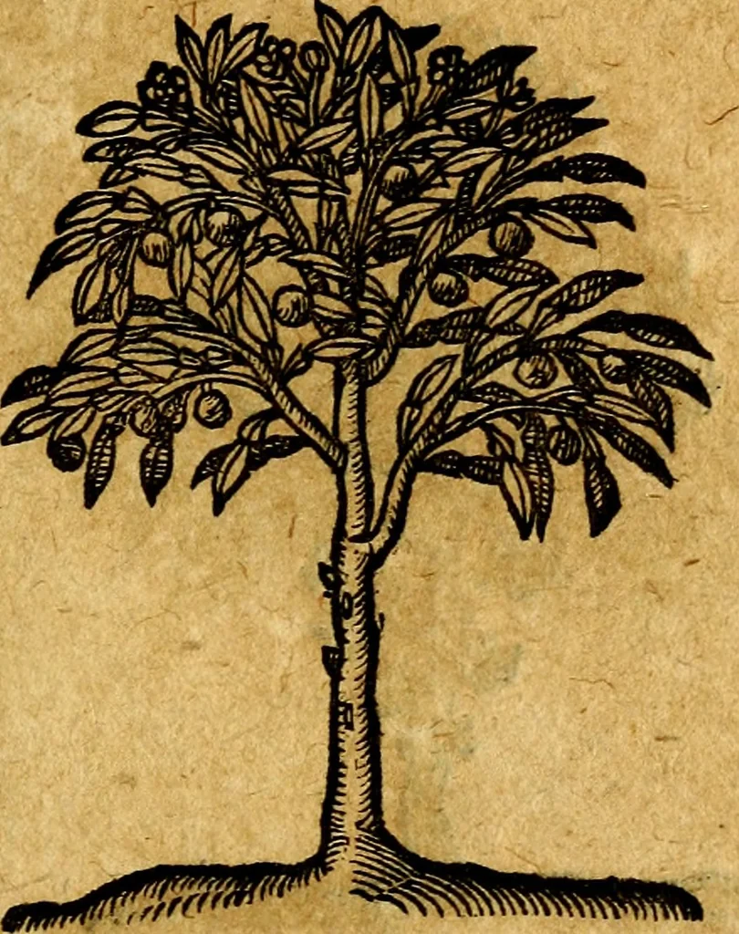 An illustration from Emblemata V.C. Andreae Alciati Mediolanensis iurisconsulti : cum facili & compendiosa explicatione, qua obscura illustrantur, dubiaq́ue omnia soluuntur,, 1622, leaf 248