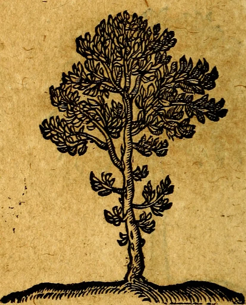 An illustration from Emblemata V.C. Andreae Alciati Mediolanensis iurisconsulti : cum facili & compendiosa explicatione, qua obscura illustrantur, dubiaq́ue omnia soluuntur,, 1622, leaf 249