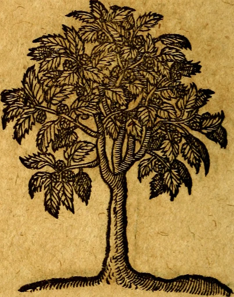 An illustration from Emblemata V.C. Andreae Alciati Mediolanensis iurisconsulti : cum facili & compendiosa explicatione, qua obscura illustrantur, dubiaq́ue omnia soluuntur,, 1622, leaf 251