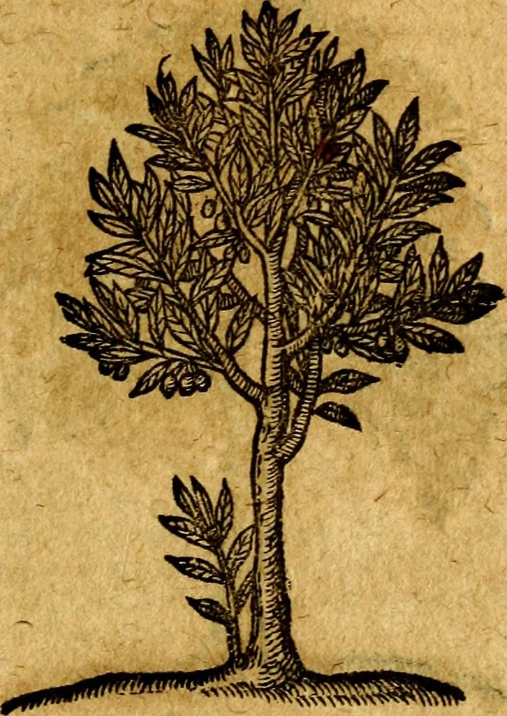 An illustration from Emblemata V.C. Andreae Alciati Mediolanensis iurisconsulti : cum facili & compendiosa explicatione, qua obscura illustrantur, dubiaq́ue omnia soluuntur,, 1622, leaf 252