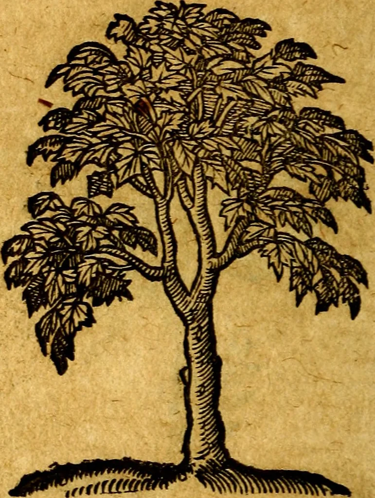 An illustration from Emblemata V.C. Andreae Alciati Mediolanensis iurisconsulti : cum facili & compendiosa explicatione, qua obscura illustrantur, dubiaq́ue omnia soluuntur,, 1622, leaf 253