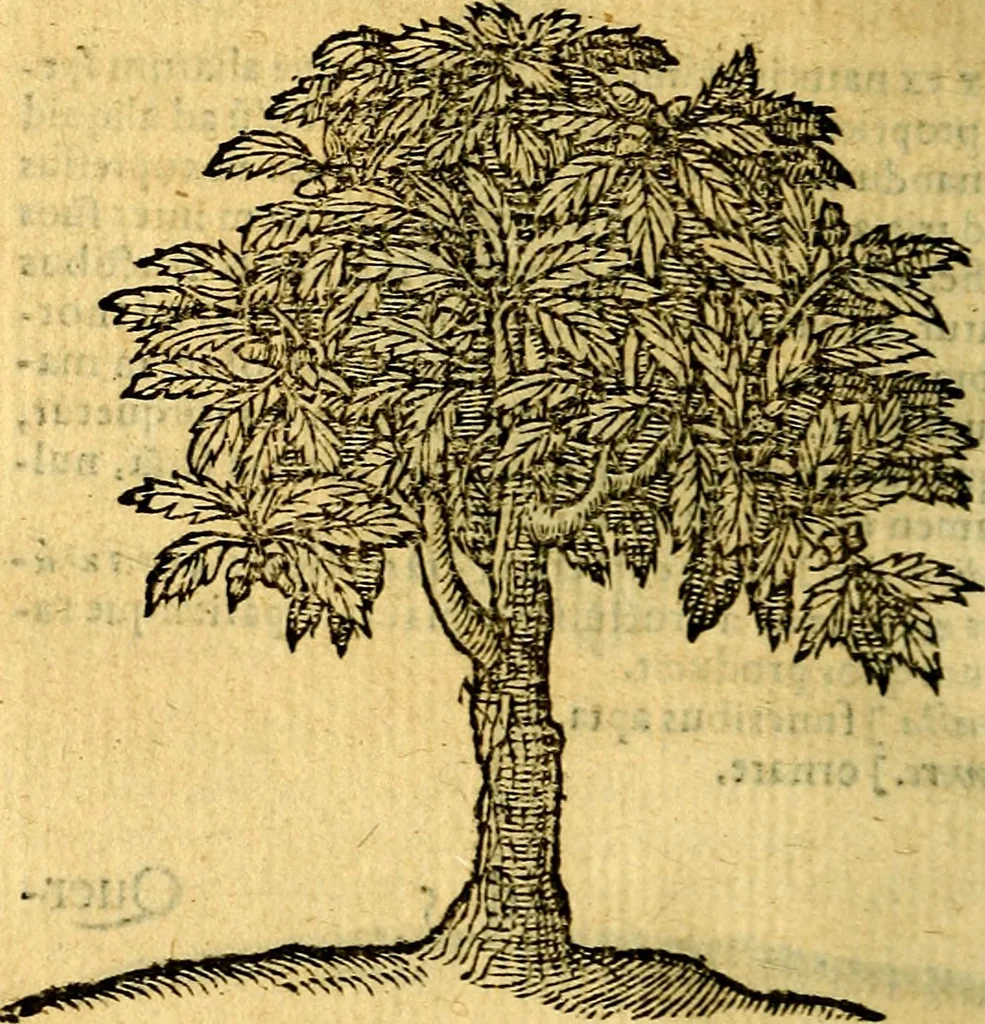 An illustration from Emblemata v. c. Andreae Alciati Mediolanensis iurisconsulti : cum facili & compe[n]diosa explicatione, qua obscura illustrantur, dubiáque omnia solvuntur, 1584, leaf 429