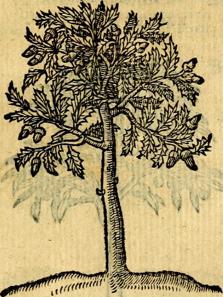 An illustration from Emblemata v. c. Andreae Alciati Mediolanensis iurisconsulti : cum facili & compe[n]diosa explicatione, qua obscura illustrantur, dubiáque omnia solvuntur, 1584, leaf 438