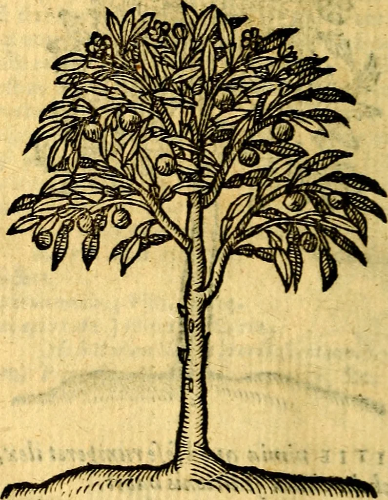 An illustration from Emblemata v. c. Andreae Alciati Mediolanensis iurisconsulti : cum facili & compe[n]diosa explicatione, qua obscura illustrantur, dubiáque omnia solvuntur, 1584, leaf 439