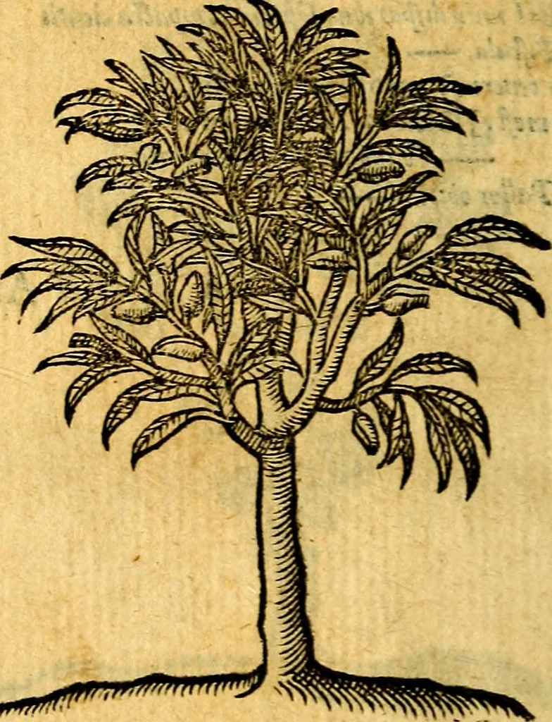 An illustration from Emblemata v. c. Andreae Alciati Mediolanensis iurisconsulti : cum facili & compe[n]diosa explicatione, qua obscura illustrantur, dubiáque omnia solvuntur, 1584, leaf 443