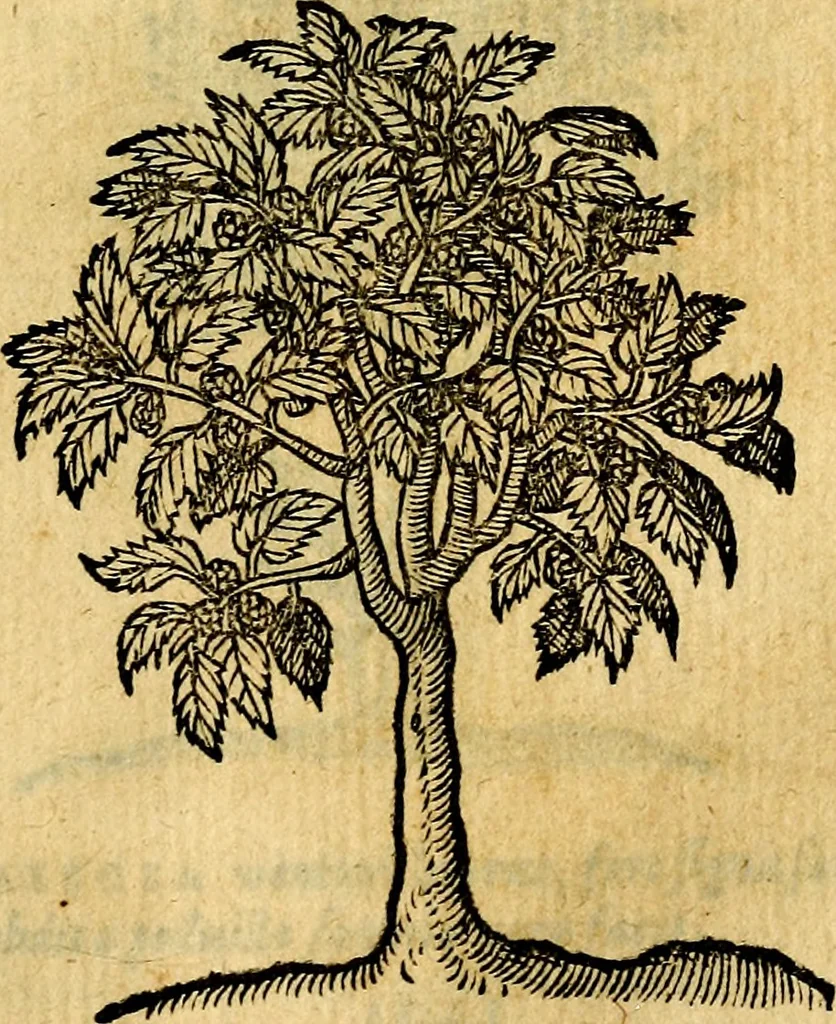 An illustration from Emblemata v. c. Andreae Alciati Mediolanensis iurisconsulti : cum facili & compe[n]diosa explicatione, qua obscura illustrantur, dubiáque omnia solvuntur, 1584, leaf 444