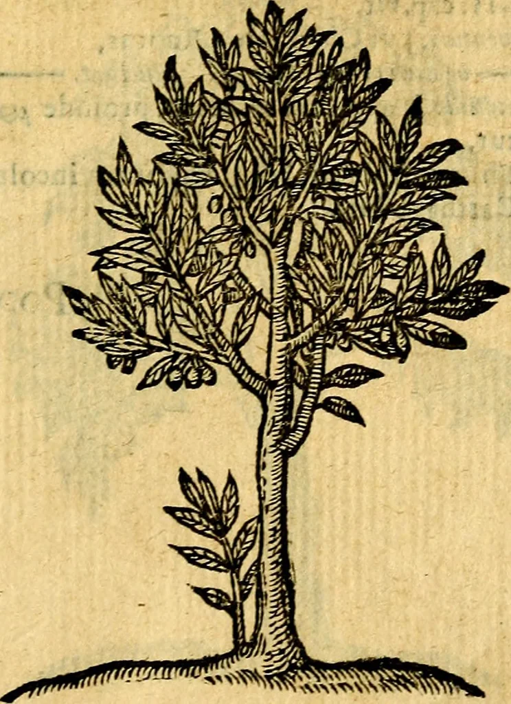 An illustration from Emblemata v. c. Andreae Alciati Mediolanensis iurisconsulti : cum facili & compe[n]diosa explicatione, qua obscura illustrantur, dubiáque omnia solvuntur, 1584, leaf 446