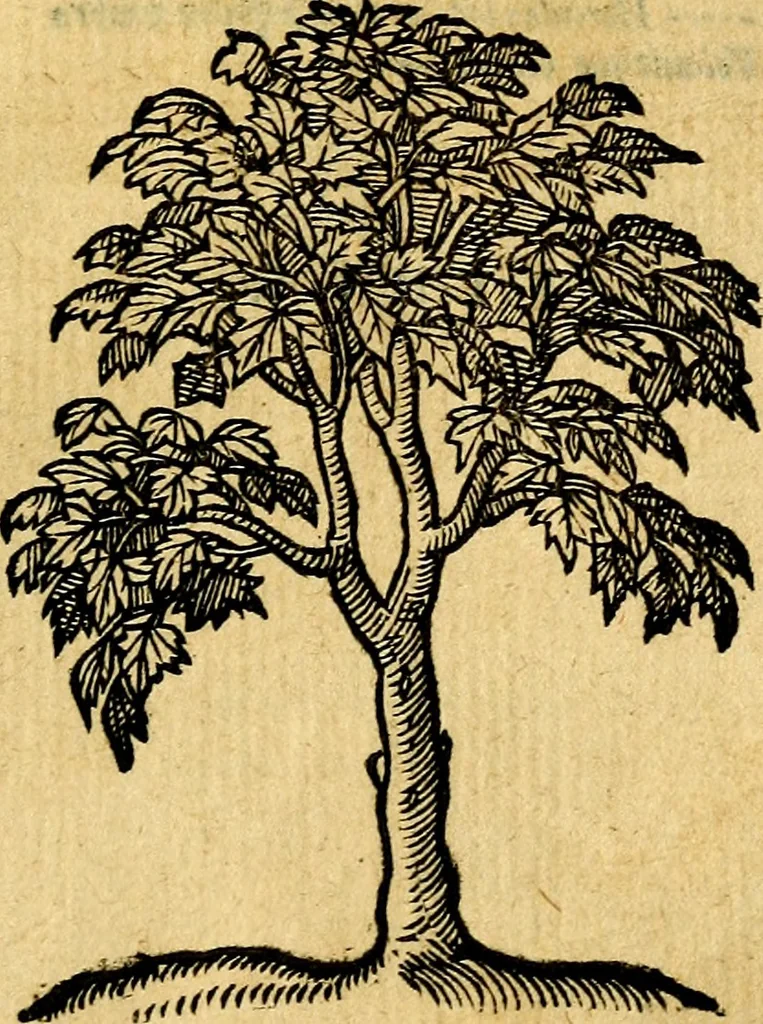 An illustration from Emblemata v. c. Andreae Alciati Mediolanensis iurisconsulti : cum facili & compe[n]diosa explicatione, qua obscura illustrantur, dubiáque omnia solvuntur, 1584, leaf 448