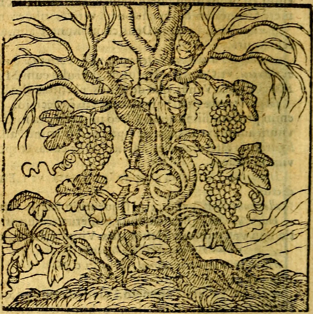 An illustration from Emblemata v. c. Andreae Alciati Mediolanensis iurisconsulti : cum facili & compe[n]diosa explicatione, qua obscura illustrantur, dubiáque omnia solvuntur, 1584, leaf 69