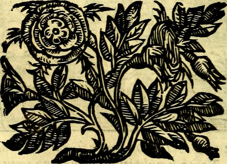 An illustration from Emblemata v. cl. Andreae Alciati : cū imaginibus plerisque restitutis ad mentem auctoris, 1618, leaf 133