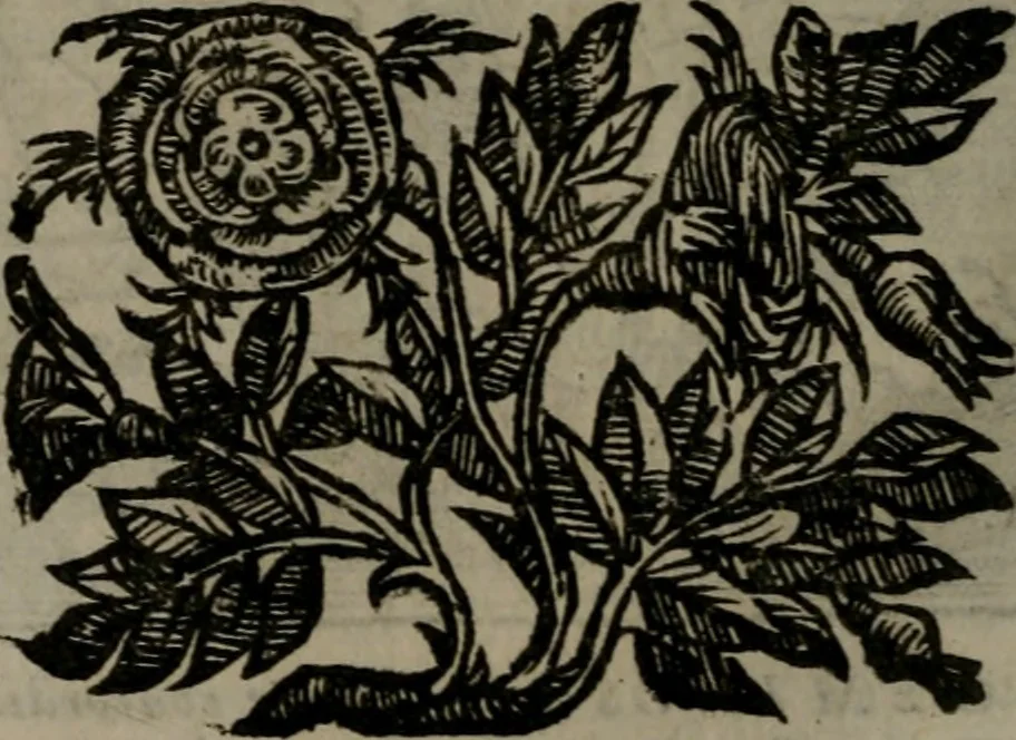 An illustration from Emblemata v. cl. Andreae Alciati : cu imaginibus plerisque restitutis ad mentem auctoris, 1618, leaf 133