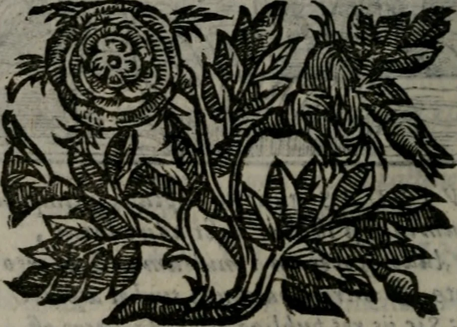 An illustration from Emblemata v. cl. Andreae Alciati : cu imaginibus plerisque restitutis ad mentem auctoris, 1618, leaf 209