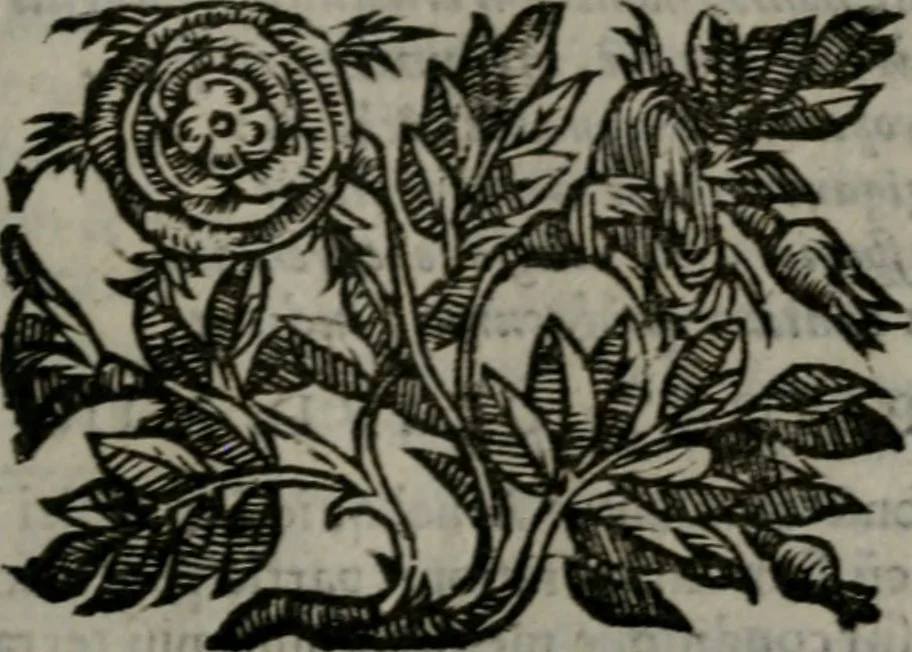 An illustration from Emblemata v. cl. Andreae Alciati : cu imaginibus plerisque restitutis ad mentem auctoris, 1618, leaf 62