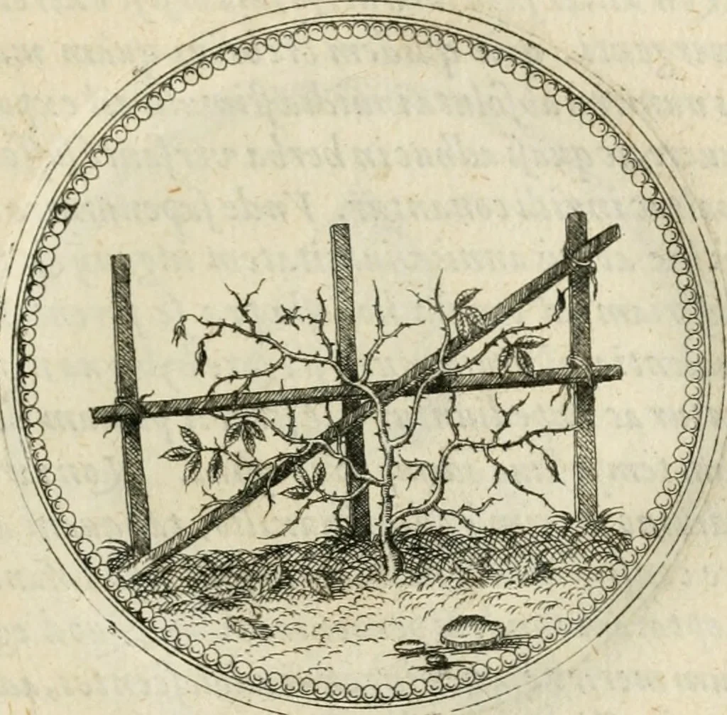 An illustration from Symbolorvm & emblematvm ex re herbaria desvmtorvm centvria vna, 1590, leaf 118