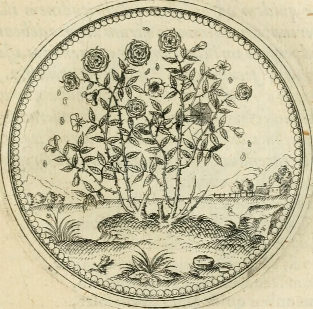 An illustration from Symbolorvm & emblematvm ex re herbaria desvmtorvm centvria vna, 1590, leaf 136