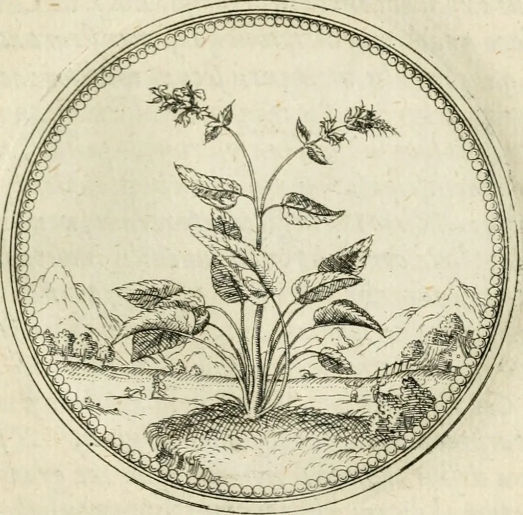 An illustration from Symbolorvm & emblematvm ex re herbaria desvmtorvm centvria vna, 1590, leaf 188