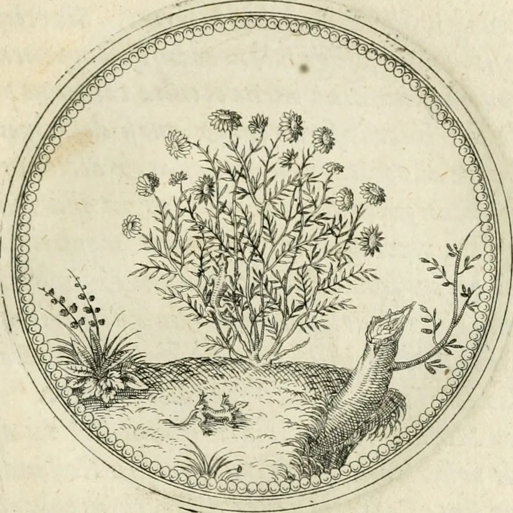 An illustration from Symbolorvm & emblematvm ex re herbaria desvmtorvm centvria vna, 1590, leaf 206