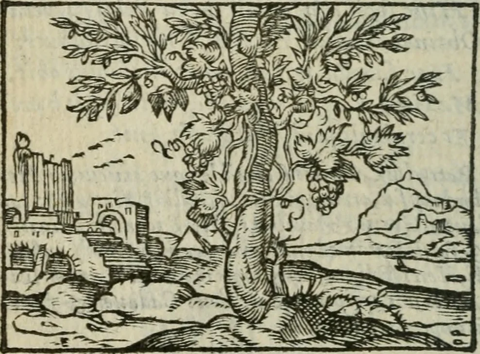 An illustration from Emblemes d'Alciat : en latin et francois vers povr vers, 1574, leaf 241