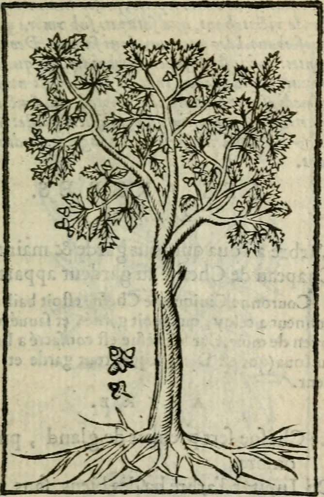 An illustration from Emblemes d'Alciat : en latin et francois vers povr vers, 1574, leaf 310