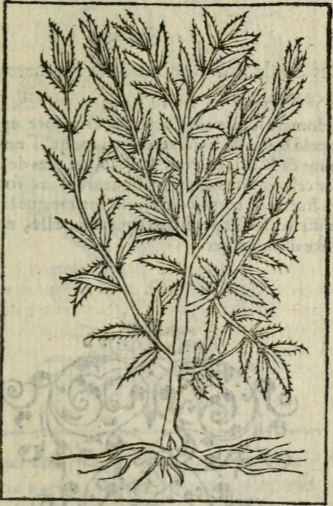 An illustration from Emblemes d'Alciat : en latin et francois vers povr vers, 1574, leaf 312