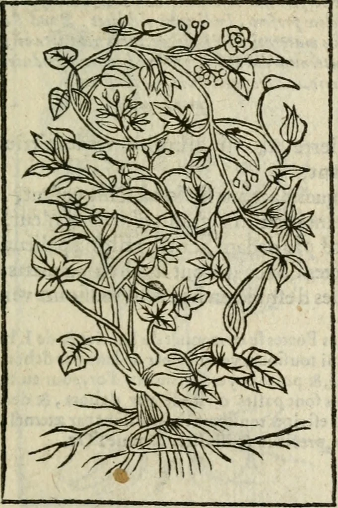 An illustration from Emblemes d'Alciat : en latin et francois vers povr vers, 1574, leaf 314
