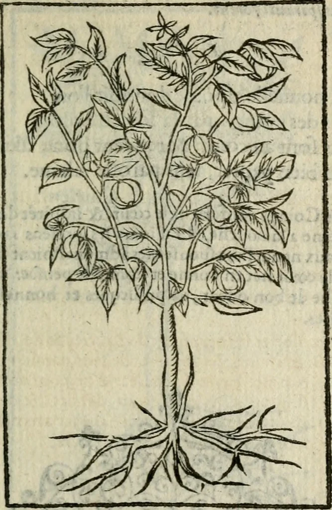 An illustration from Emblemes d'Alciat : en latin et francois vers povr vers, 1574, leaf 316
