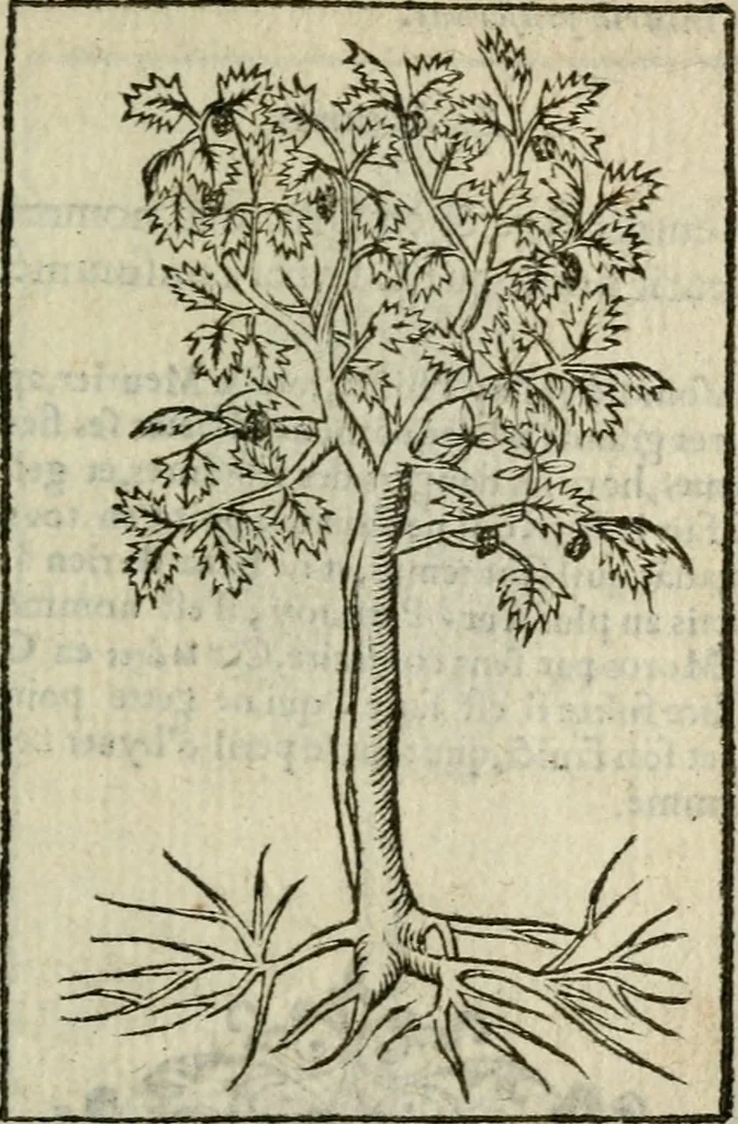 An illustration from Emblemes d'Alciat : en latin et francois vers povr vers, 1574, leaf 320