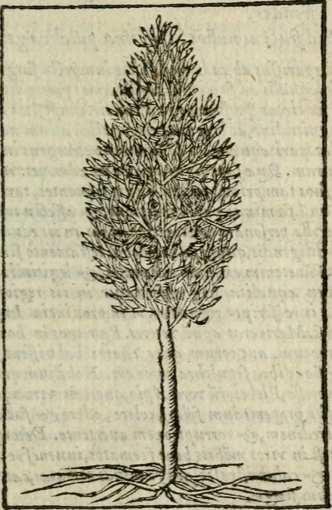 An illustration from Emblemes d'Alciat : en latin et francois vers povr vers, 1574, leaf 322