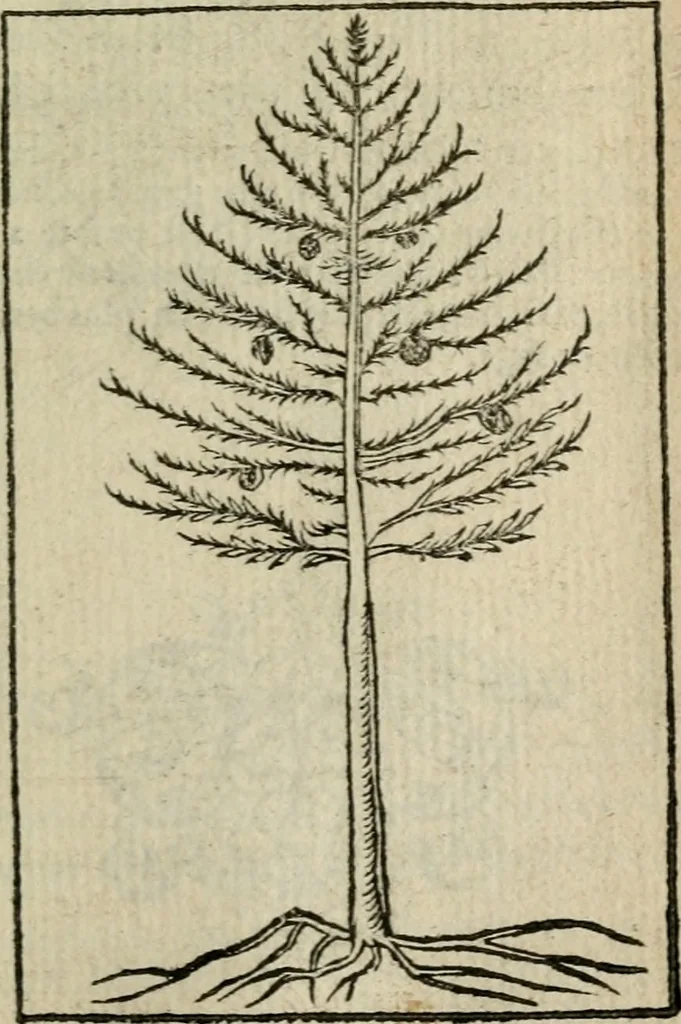 An illustration from Emblemes d'Alciat : en latin et francois vers povr vers, 1574, leaf 330