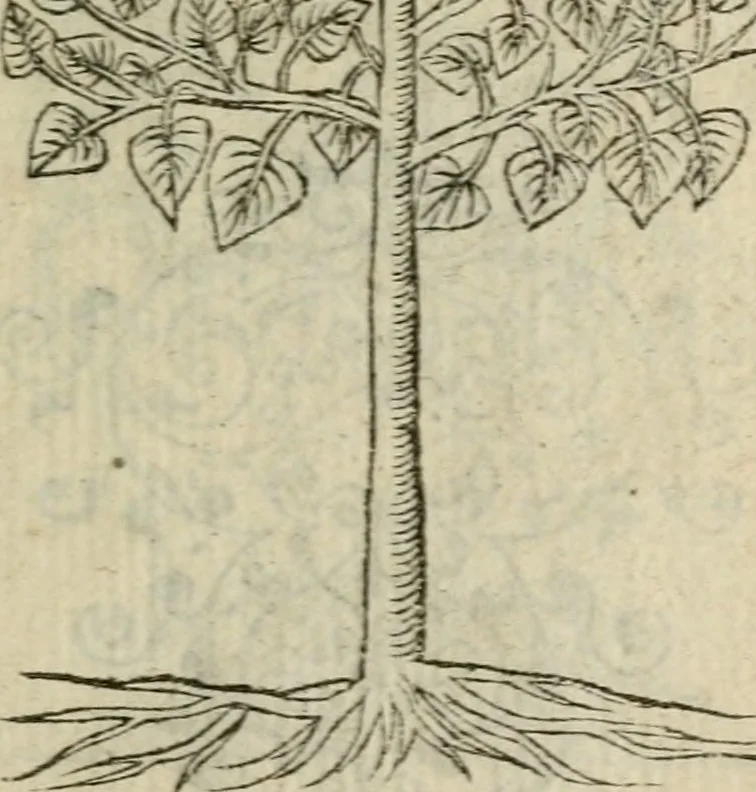 An illustration from Emblemes d'Alciat : en latin et francois vers povr vers, 1574, leaf 332
