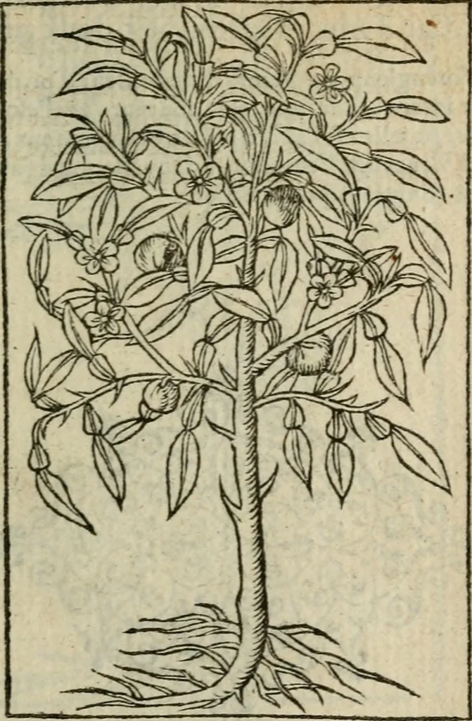 An illustration from Emblemes d'Alciat : en latin et francois vers povr vers, 1574, leaf 334