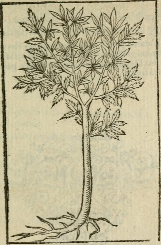An illustration from Emblemes d'Alciat : en latin et francois vers povr vers, 1574, leaf 336