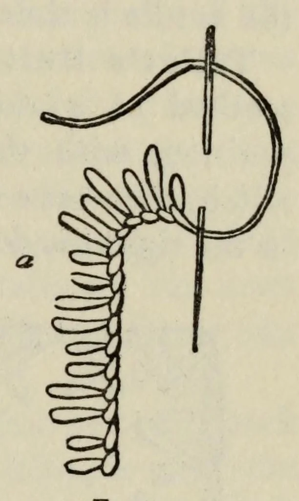 An illustration from An embroidery book, 1920, leaf 81