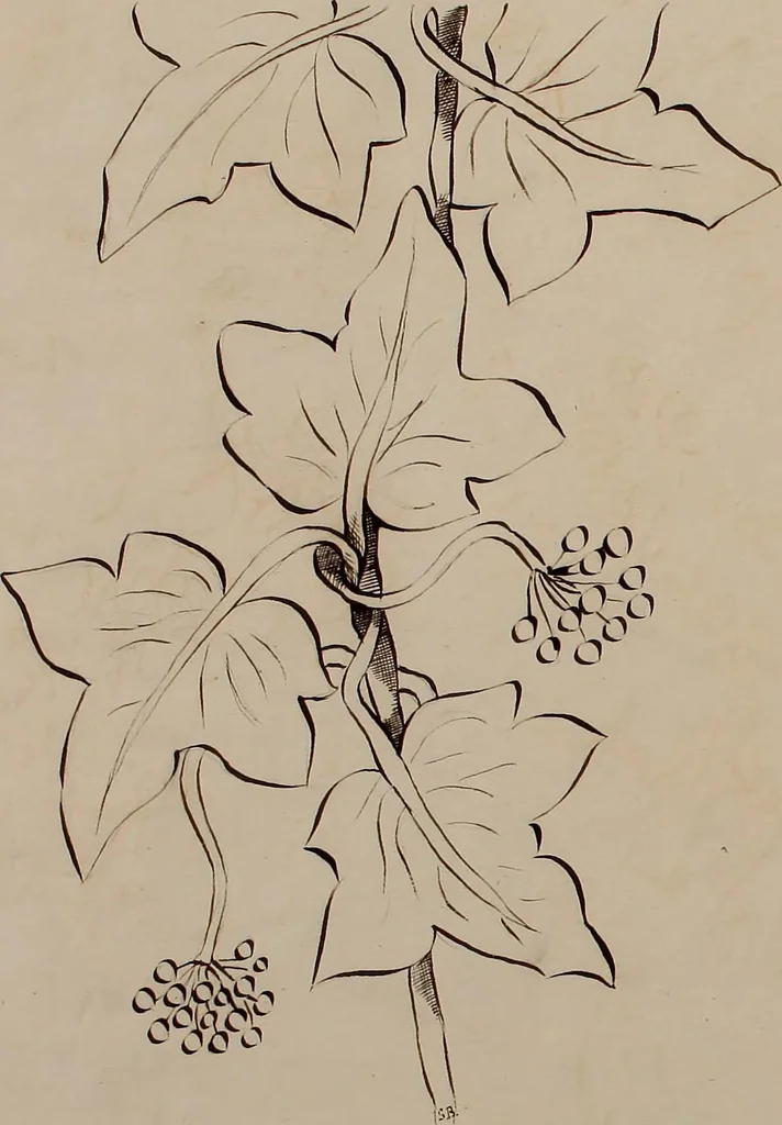 An illustration from [Embroidery designs, 1850, leaf 103