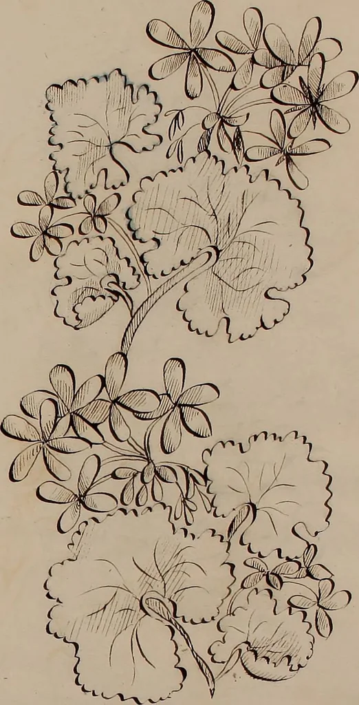 An illustration from [Embroidery designs, 1850, leaf 104